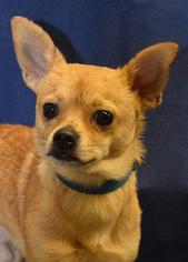Chihuahua Dogs for adoption in Brevard, NC, USA