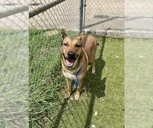 German Shepherd Dog-Unknown Mix Dogs for adoption in Pasadena, TX, USA