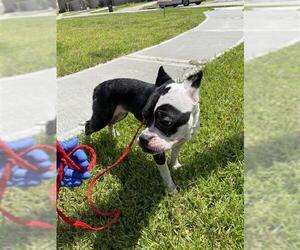 Boston Terrier-Unknown Mix Dogs for adoption in Houston, TX, USA