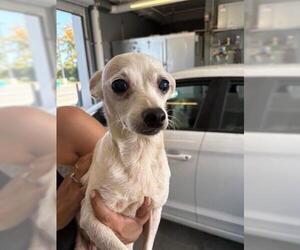 Chihuahua Dogs for adoption in San Martin, CA, USA