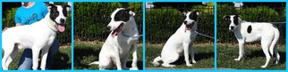 Border Collie-Pointer Mix Dogs for adoption in Dublin, VA, USA