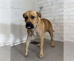 Mastiff-Unknown Mix Dogs for adoption in San Bernardino, CA, USA