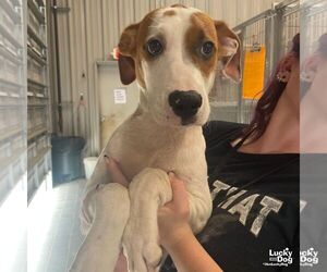 Labrador Retriever-Unknown Mix Dogs for adoption in Washington, DC, USA