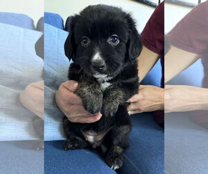 Bernese Mountain Dog-Labrador Retriever Mix Dogs for adoption in Caribou, ME, USA