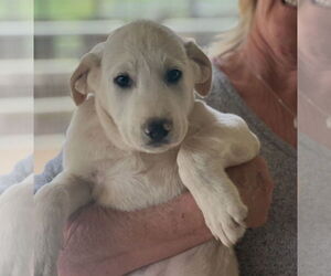 Labrador Retriever-Unknown Mix Dogs for adoption in Dana Point, CA, USA