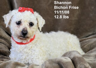 Bichon Frise Dogs for adoption in Bon Carbo, CO, USA