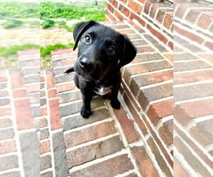 Labrador Retriever-Unknown Mix Dogs for adoption in Boston, MA, USA
