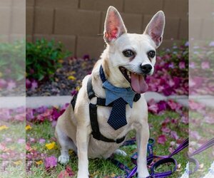 Chug Dogs for adoption in Phoenix, AZ, USA