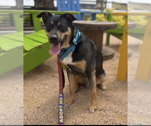 Mutt Dogs for adoption in Euless, TX, USA