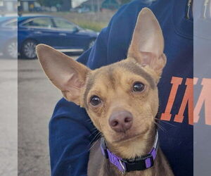 Chipin Dogs for adoption in Huntley, IL, USA