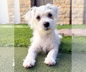Maltipoo Dogs for adoption in Corona, CA, USA