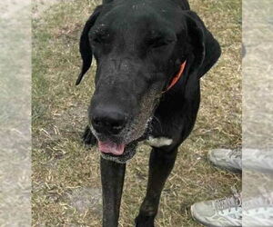 Great Dane Dogs for adoption in Bullard, TX, USA