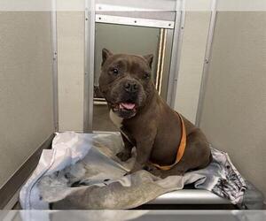 American Pit Bull Terrier Dogs for adoption in Corona, CA, USA