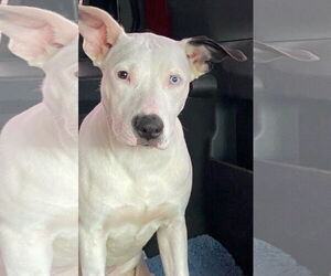 American Staffordshire Terrier-Labrador Retriever Mix Dogs for adoption in Amarillo, TX, USA