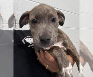 Medium Photo #1 American Pit Bull Terrier-Unknown Mix Puppy For Sale in Salisbury, NC, USA