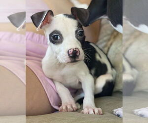 Border Collie-Unknown Mix Dogs for adoption in Las Vegas, NV, USA