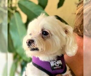 Maltichon Dogs for adoption in Placentia, CA, USA