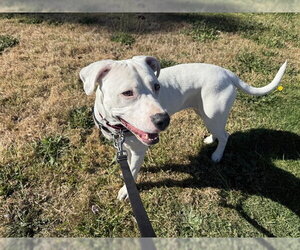 American Pit Bull Terrier-Unknown Mix Dogs for adoption in Berkeley , CA, USA