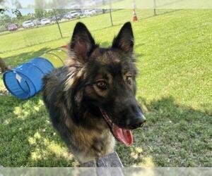 Gerberian Shepsky Dogs for adoption in Tulsa, OK, USA