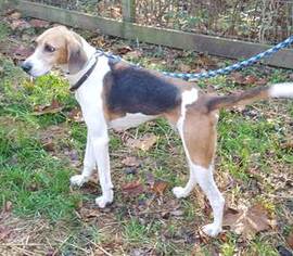 English Foxhound Dogs for adoption in Lovingston, VA, USA