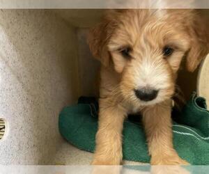Labradoodle Dogs for adoption in Pasadena, CA, USA