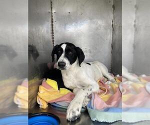 Border Collie-Pointer Mix Dogs for adoption in Bakersfield, CA, USA