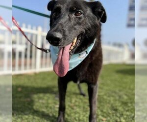 Mutt Dogs for adoption in Valley Village, CA, USA