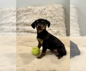 Cocker Spaniel-Unknown Mix Dogs for adoption in SHERBURNE, NY, USA