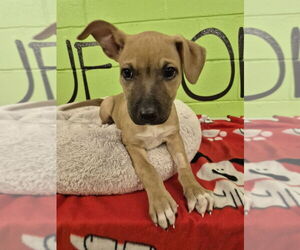 Mutt Dogs for adoption in Elmsford, NY, USA