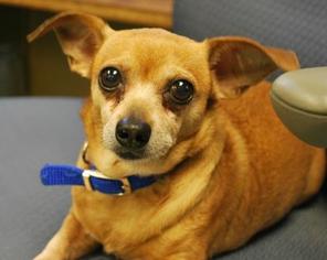 Chihuahua Dogs for adoption in Newton, KS, USA