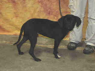 Boglen Terrier Dogs for adoption in Louisville, KY, USA
