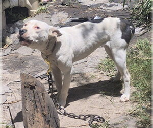 Mutt Dogs for adoption in Temple, TX, USA