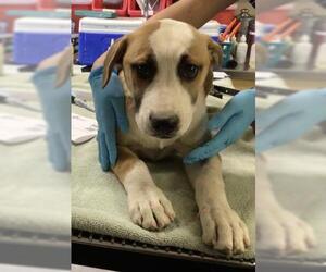 Siberian Husky-Unknown Mix Dogs for adoption in Riverside, CA, USA