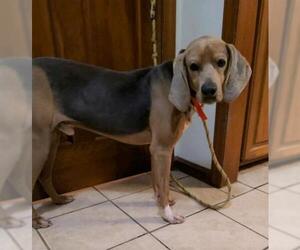 American Foxhound-Unknown Mix Dogs for adoption in Wilmington, NC, USA