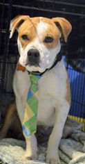 American Bulldog Dogs for adoption in Albuquerque, NM, USA