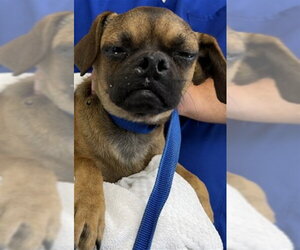 Pug-Unknown Mix Dogs for adoption in San Bernardino, CA, USA