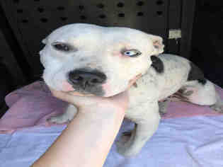 Staffordshire Bull Terrier Dogs for adoption in Santa Maria, CA, USA