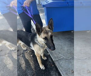 German Shepherd Dog Dogs for adoption in San Bernardino, CA, USA