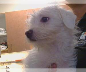 Cairn Terrier-Unknown Mix Dogs for adoption in Sacramento, CA, USA