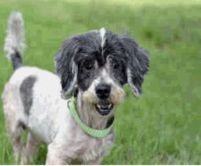 Shih Tzu Dogs for adoption in Fort Pierce, FL, USA