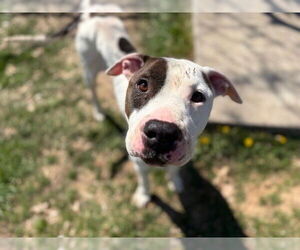 American Pit Bull Terrier Dogs for adoption in Tulsa, OK, USA