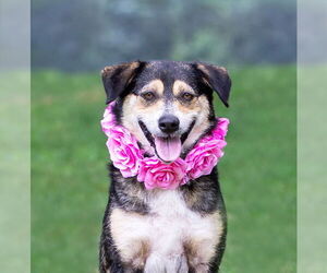 Mutt Dogs for adoption in Unionville, PA, USA