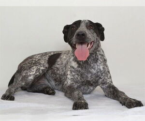 Mutt Dogs for adoption in Oroville, CA, USA