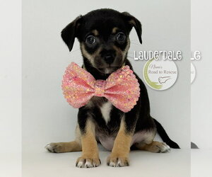 Chihuahua-Unknown Mix Dogs for adoption in Benton, LA, USA