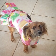 Chiweenie Dogs for adoption in St. Louis Park, MN, USA