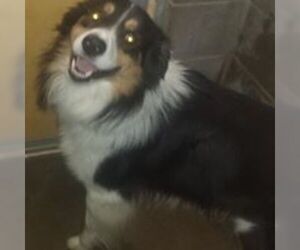 Australian Shepherd Dogs for adoption in Knoxville, IA, USA