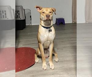 Mutt Dogs for adoption in San Antonio, TX, USA