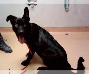 Siberian Husky-Unknown Mix Dogs for adoption in Martinez, CA, USA