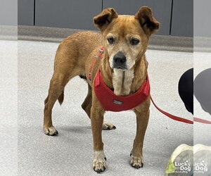 Cheagle Dogs for adoption in Washington, DC, USA