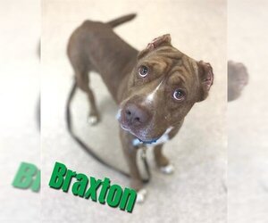 American Pit Bull Terrier-Staffordshire Bull Terrier Mix Dogs for adoption in Saginaw, MI, USA